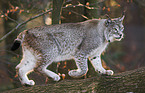 lynx