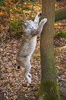 jumping lynx