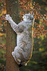 climbing lynx