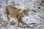 lynx