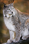 lynx