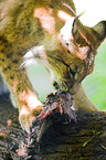 eating lynx