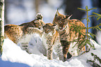 playing lynxes