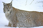 lynx