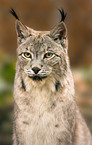 lynx