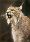 lynx