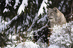 lynx in snow