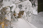 lynx in snow