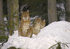 lynxes in snow