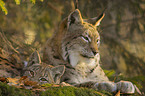 lynx