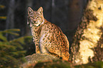 lynx