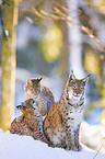 lynxes in snow