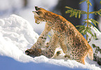 lynxes in snow