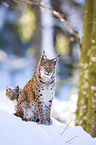 lynxes in snow