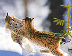 lynxes in snow