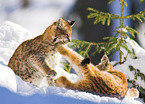 lynxes in snow