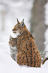 lynxes in snow