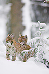 lynxes in snow