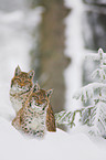 lynxes in snow