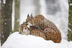 lynxes in snow