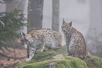 lynx