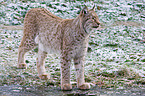 standing lynx