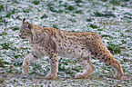 walking lynx