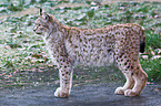 standing lynx