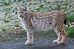 standing lynx