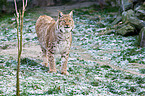 standing lynx