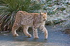 walking lynx