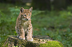 young European lynx