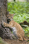 young European lynx