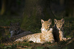 young European lynx