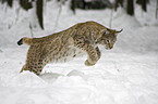 European lynx