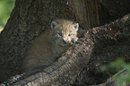 European lynx baby