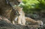 European lynx baby