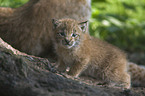 European lynx baby