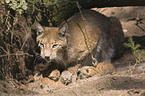 European lynx