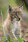 European lynx baby
