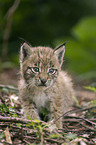 European lynx baby