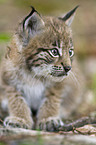 European lynx baby