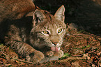 young European lynx