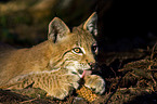 young European lynx