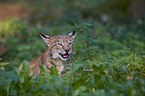 European lynx