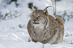 European lynx