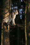 European lynx