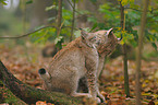 lynxes