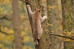 climbing lynx