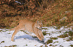 running lynx